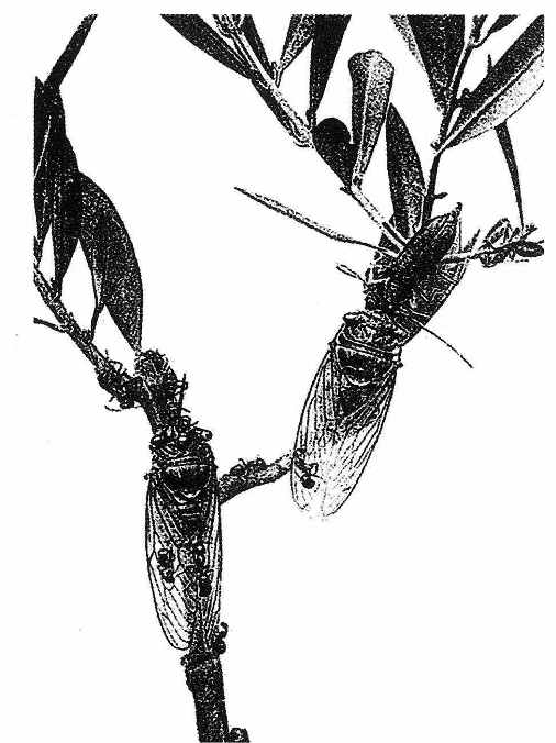 《昆虫记》插图