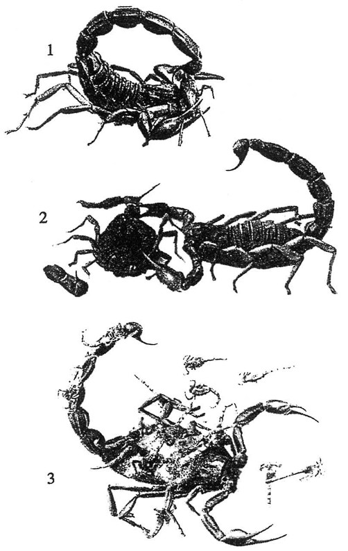 《昆虫记》插图